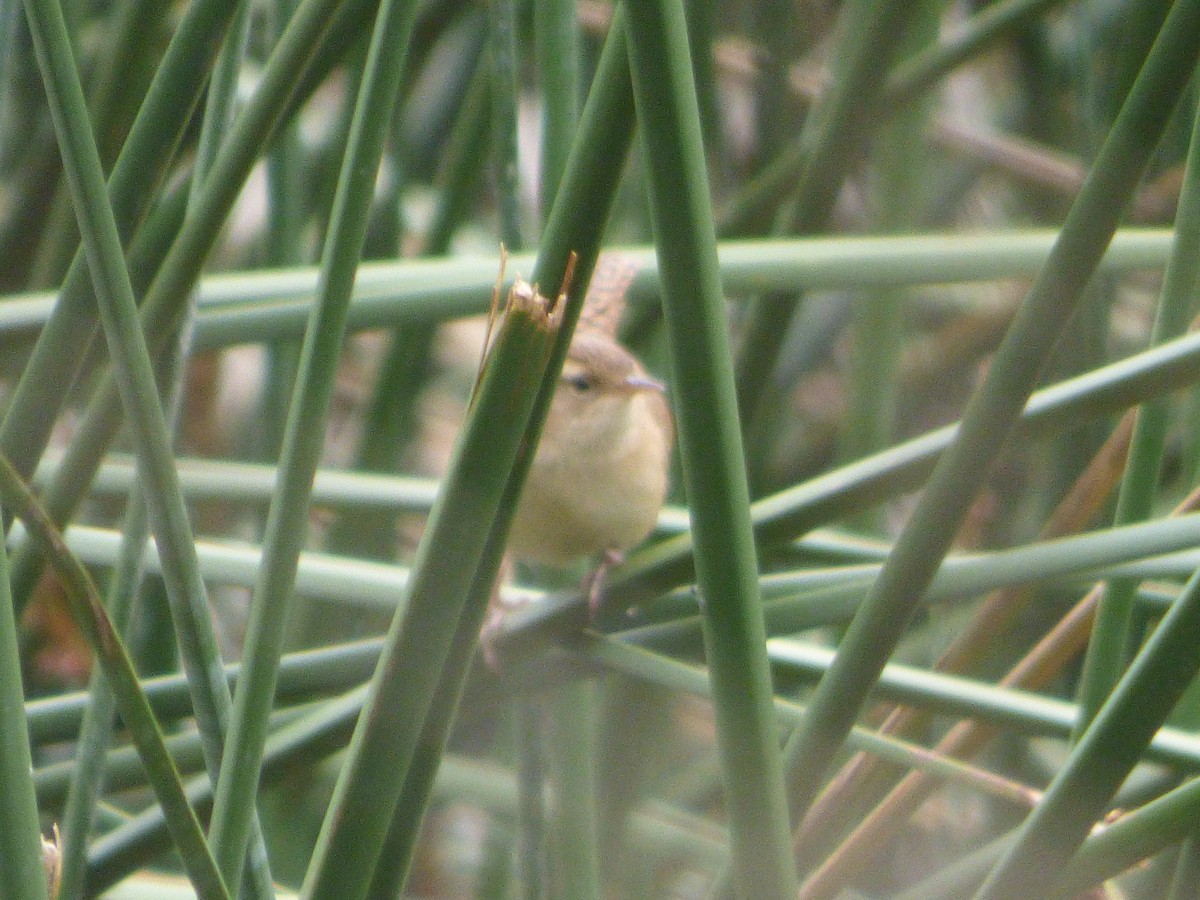 Овад річковий - ML647515328