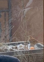 Brown Thrasher - ML647515351