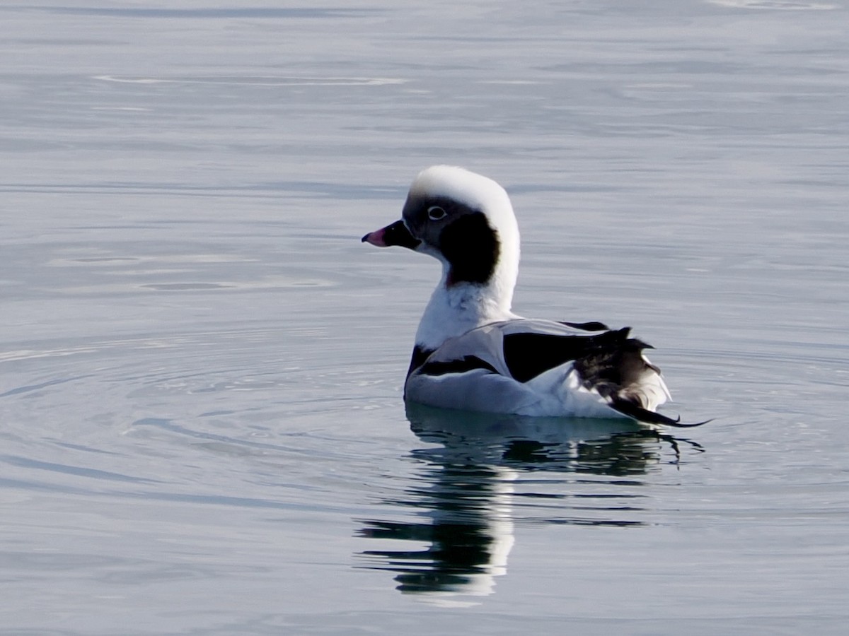 Pato Havelda - ML647515352