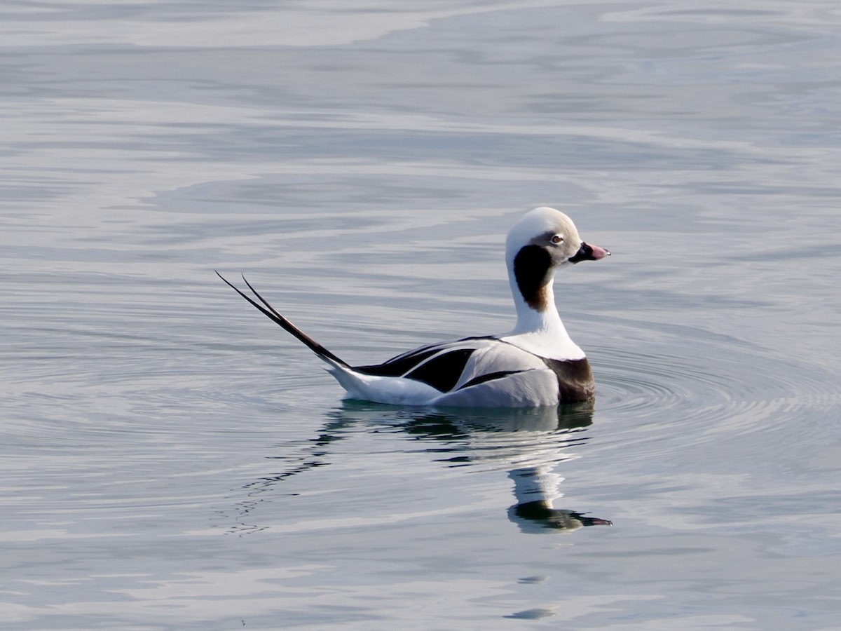 Pato Havelda - ML647515353