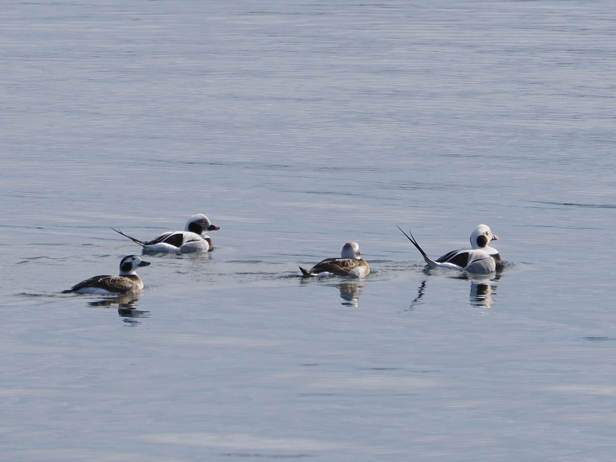 Pato Havelda - ML647515354