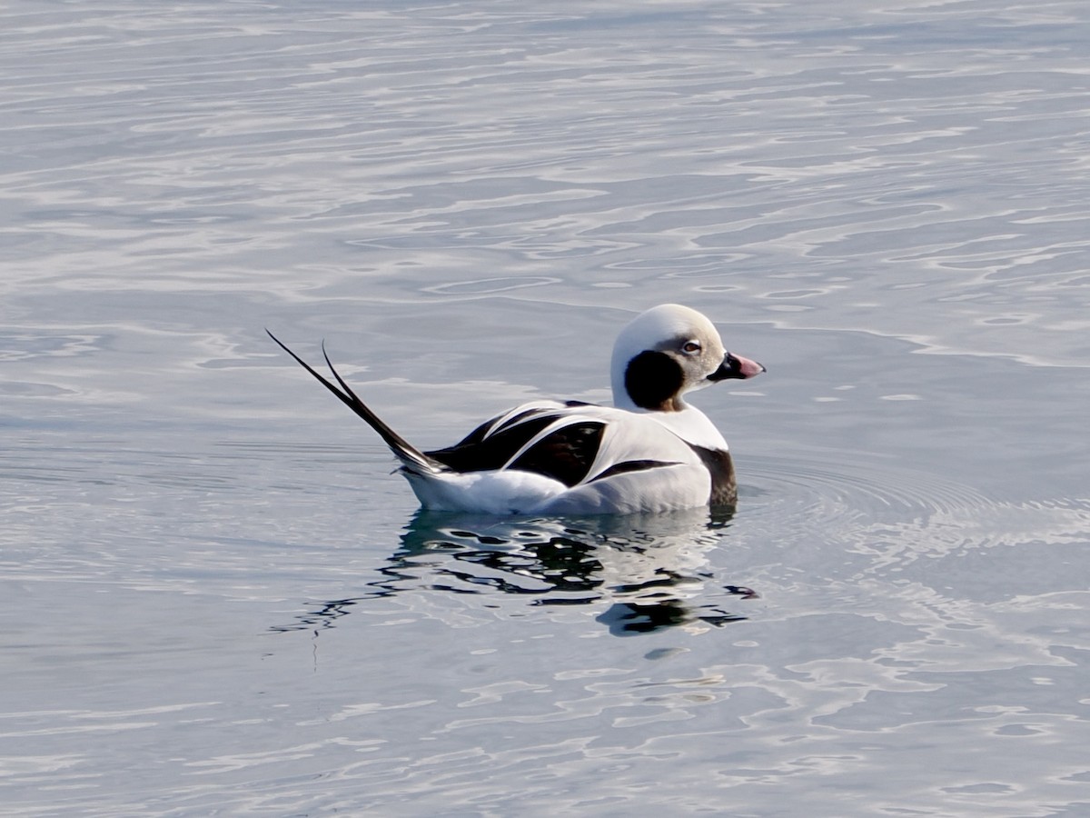 Pato Havelda - ML647515355