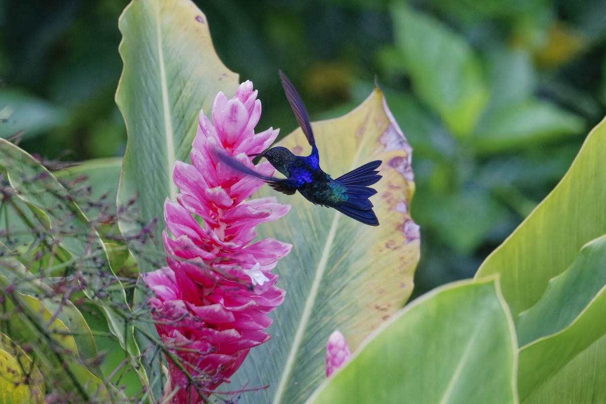 Taçlı Ormanperisi - ML647515361