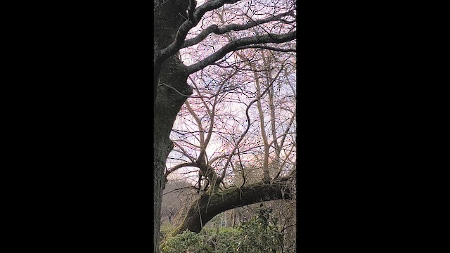 Orman Tırmaşıkkuşu - ML647515364