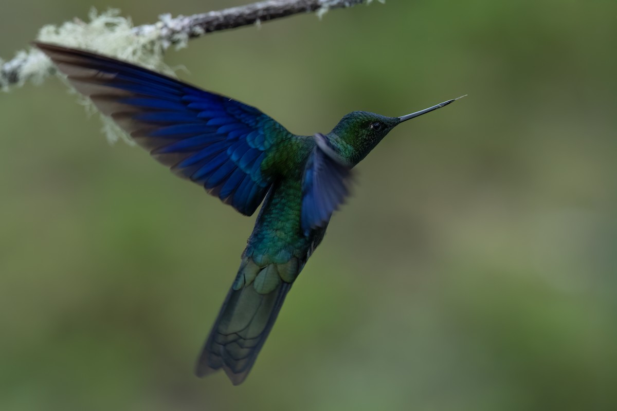 Great Sapphirewing - ML647515365