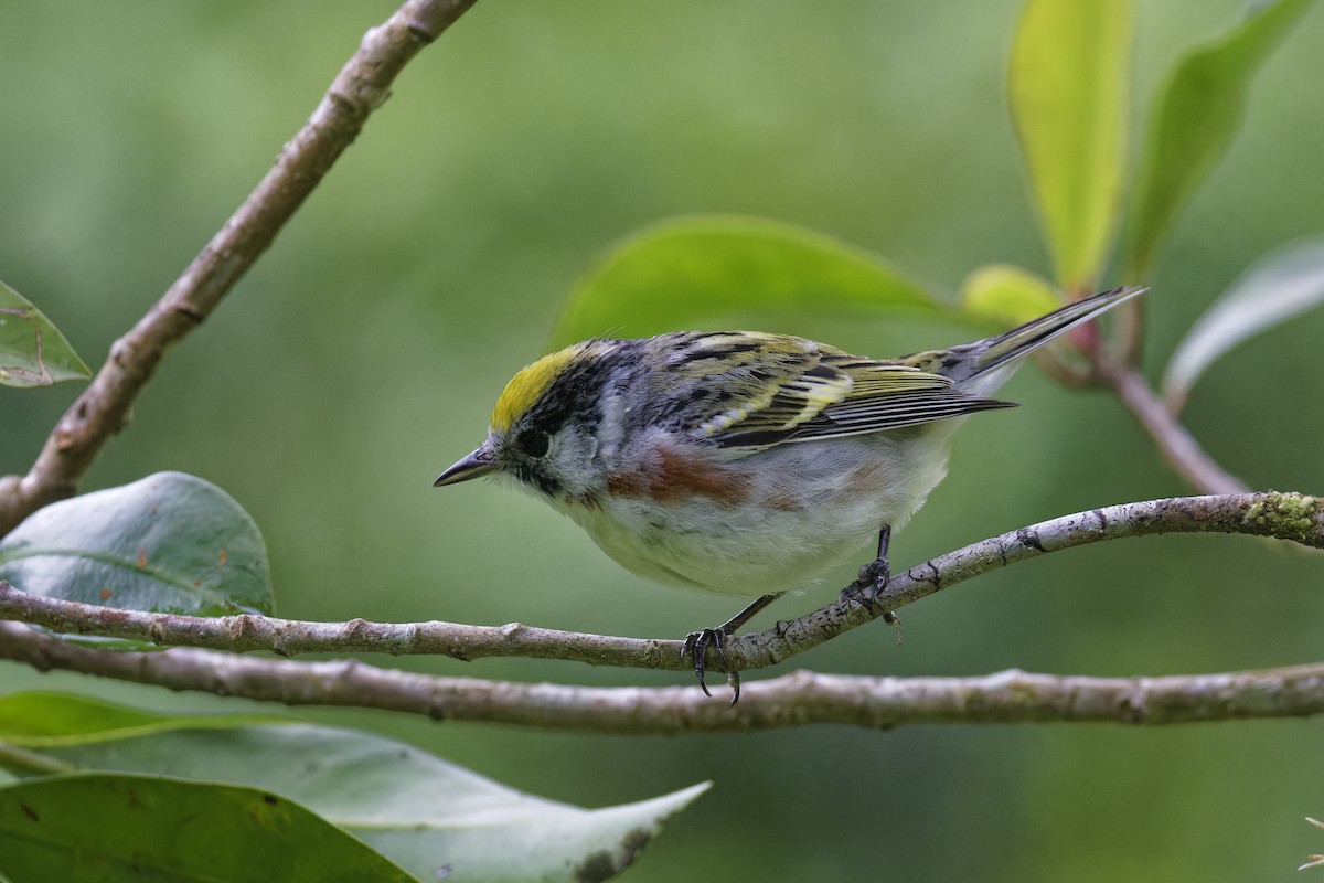 Chestnut-sided Warbler - ML647515366