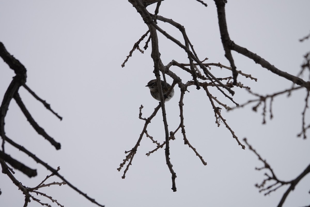 סבכון הכתר - ML647515367