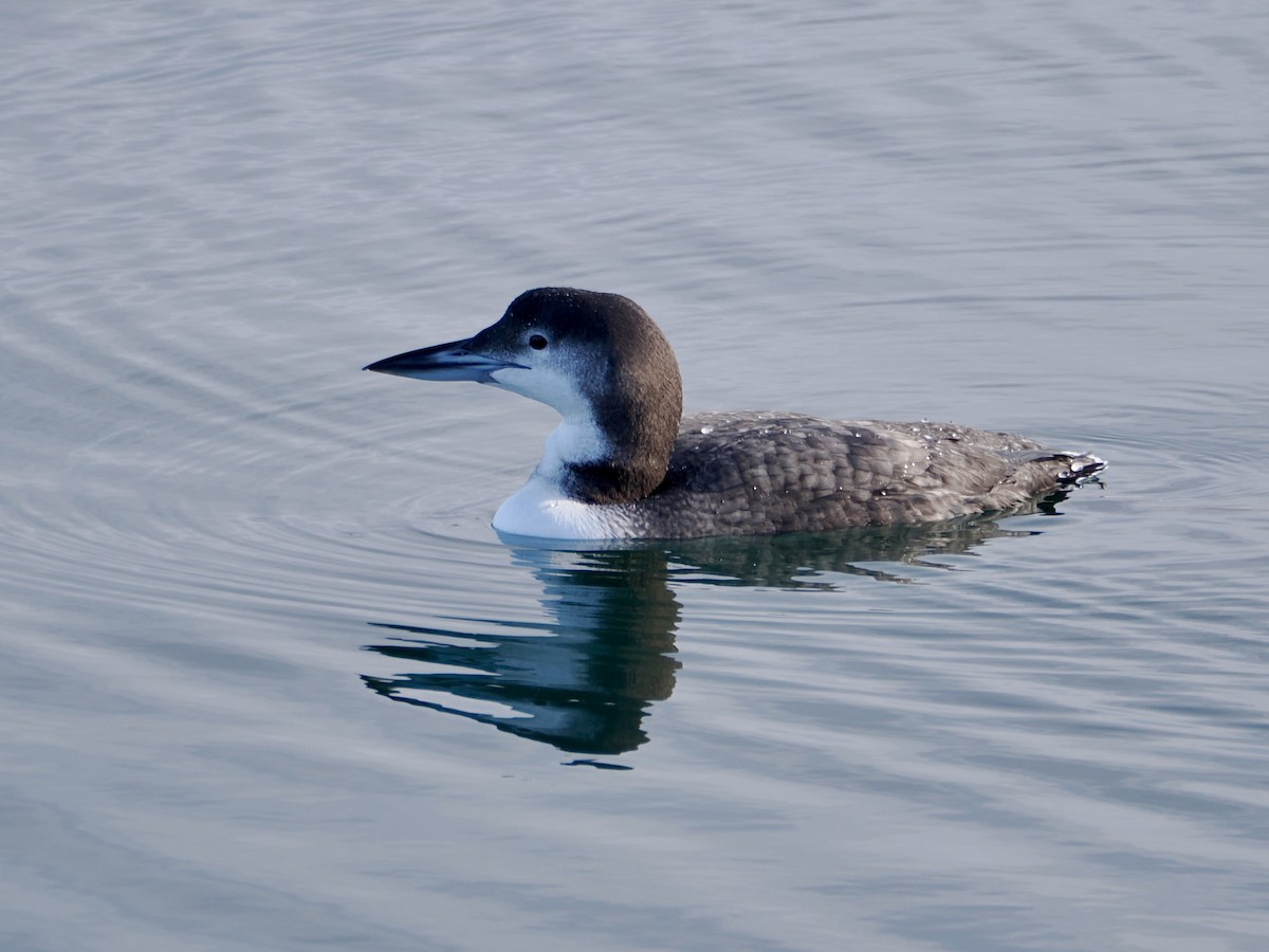 צוללן צפוני - ML647515370