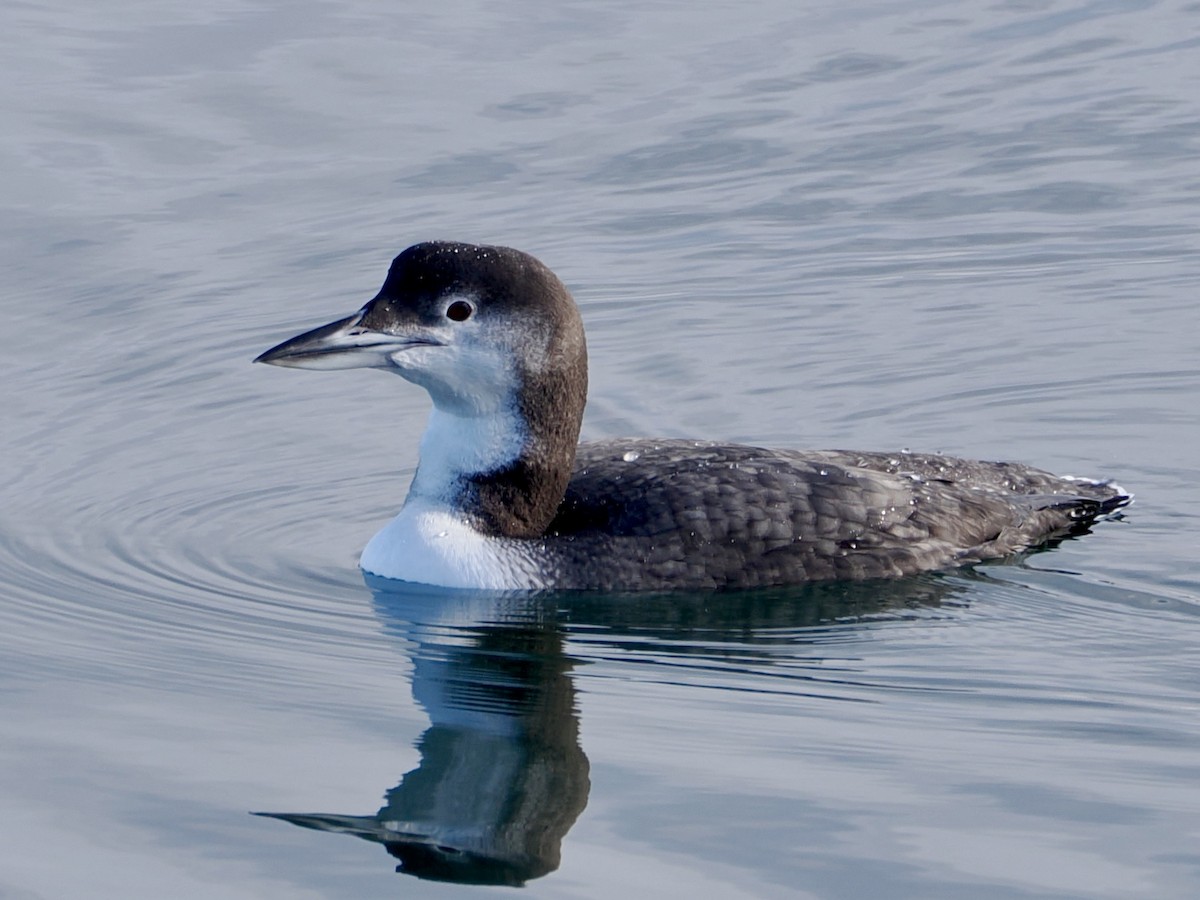 צוללן צפוני - ML647515371