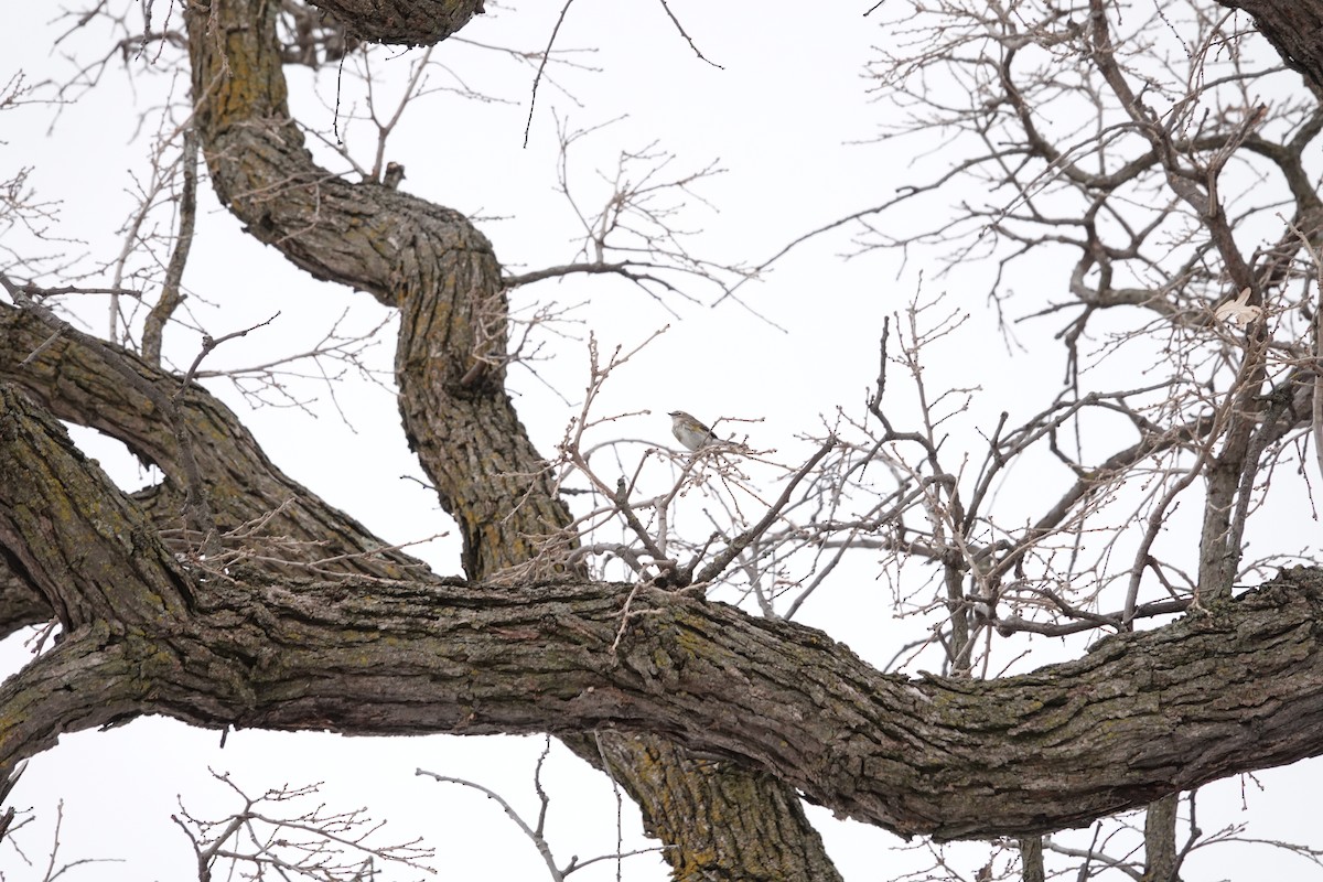 סבכון הכתר - ML647515372