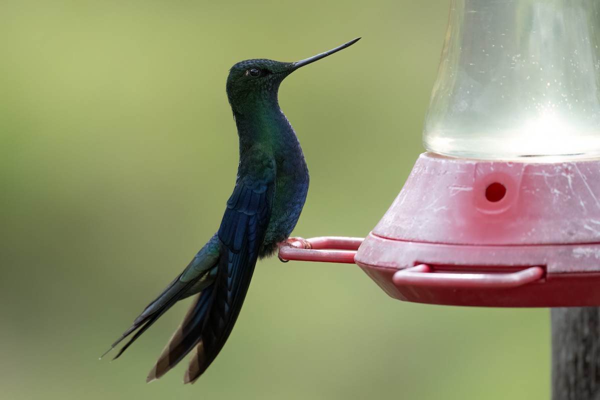 Great Sapphirewing - ML647515373