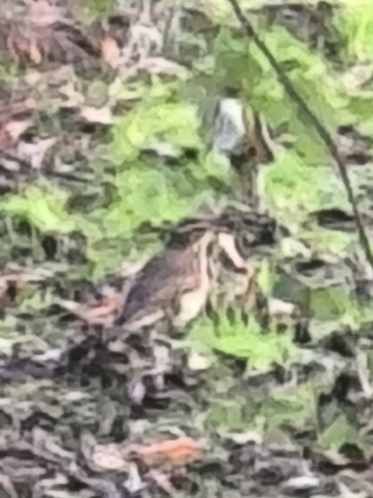 קיכלי לבן-גבה - ML647515374