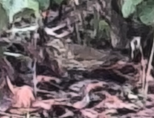 קיכלי לבן-גבה - ML647515375