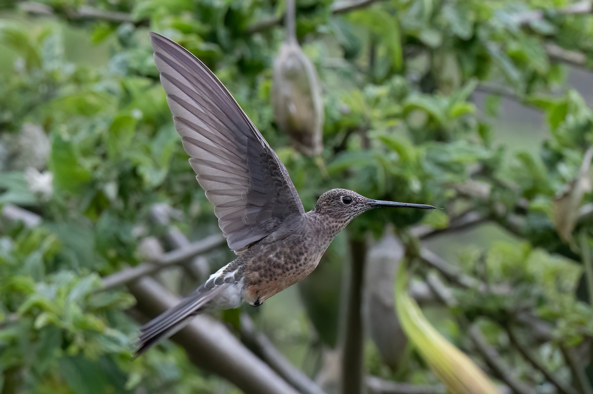 Giant Hummingbird - ML647515376