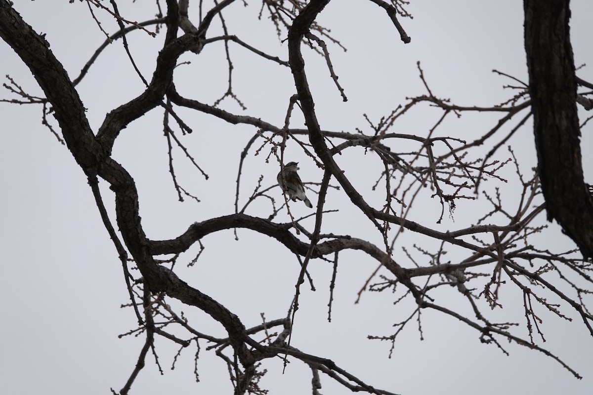 סבכון הכתר - ML647515377