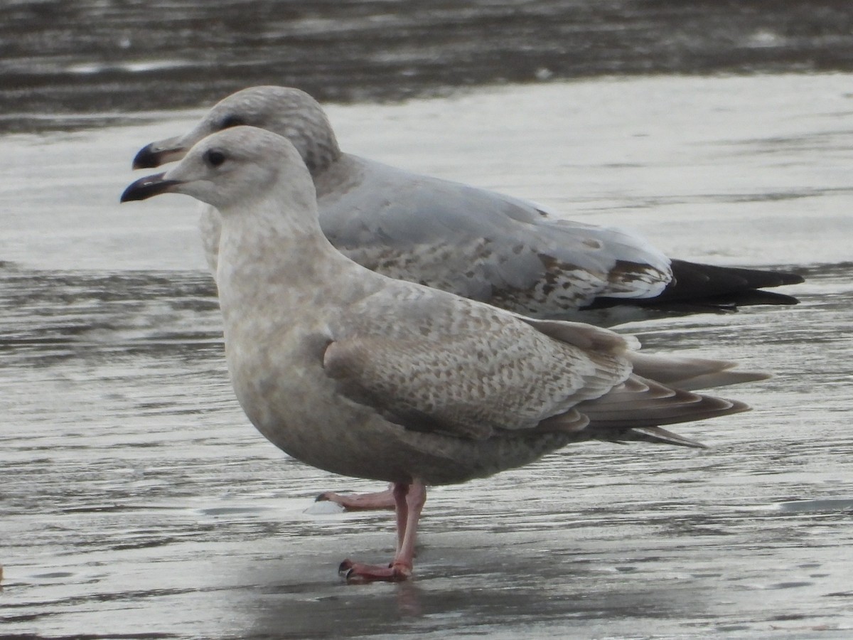 שחף איסלנדי (thayeri) - ML647515378