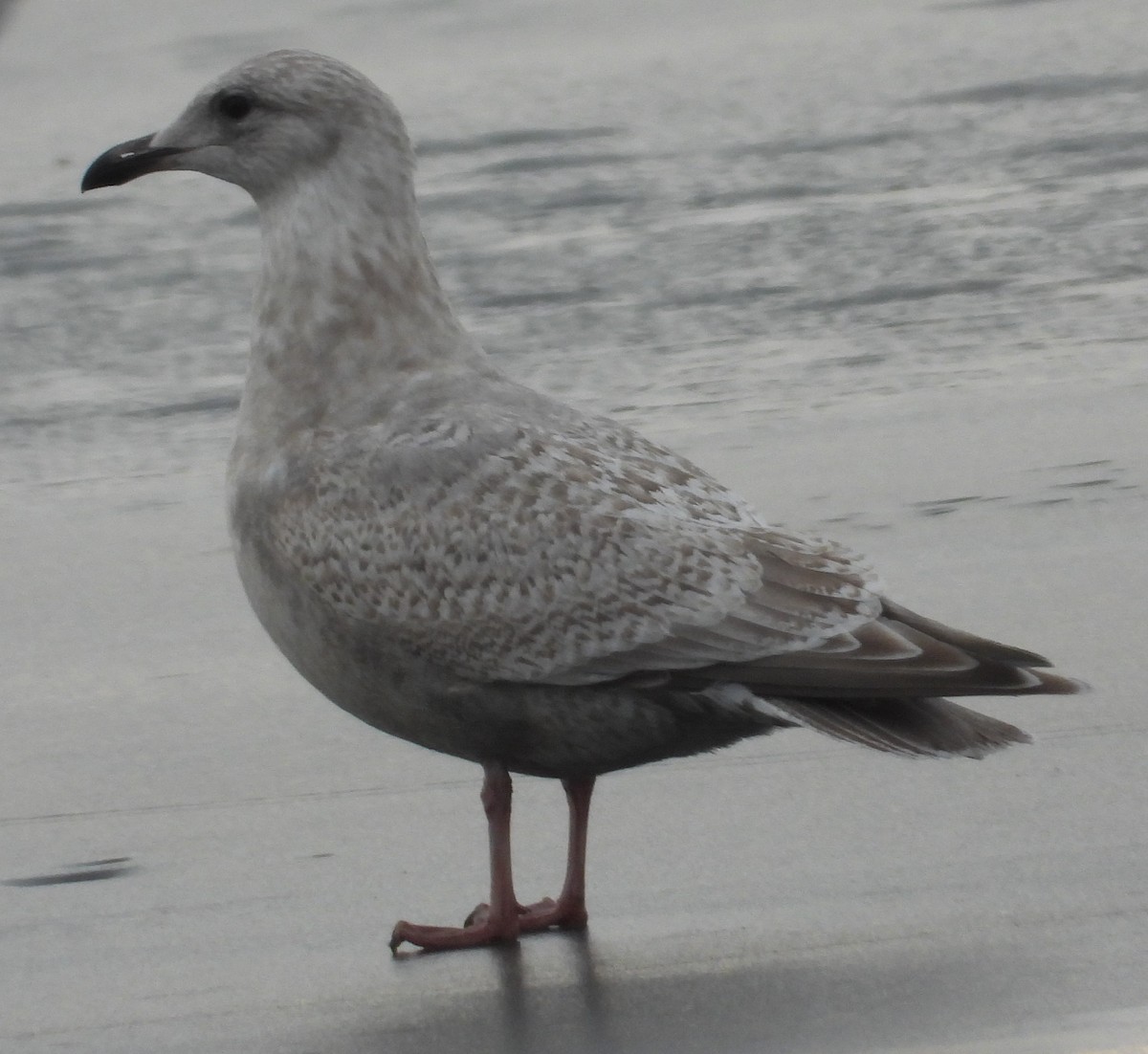 שחף איסלנדי (thayeri) - ML647515379