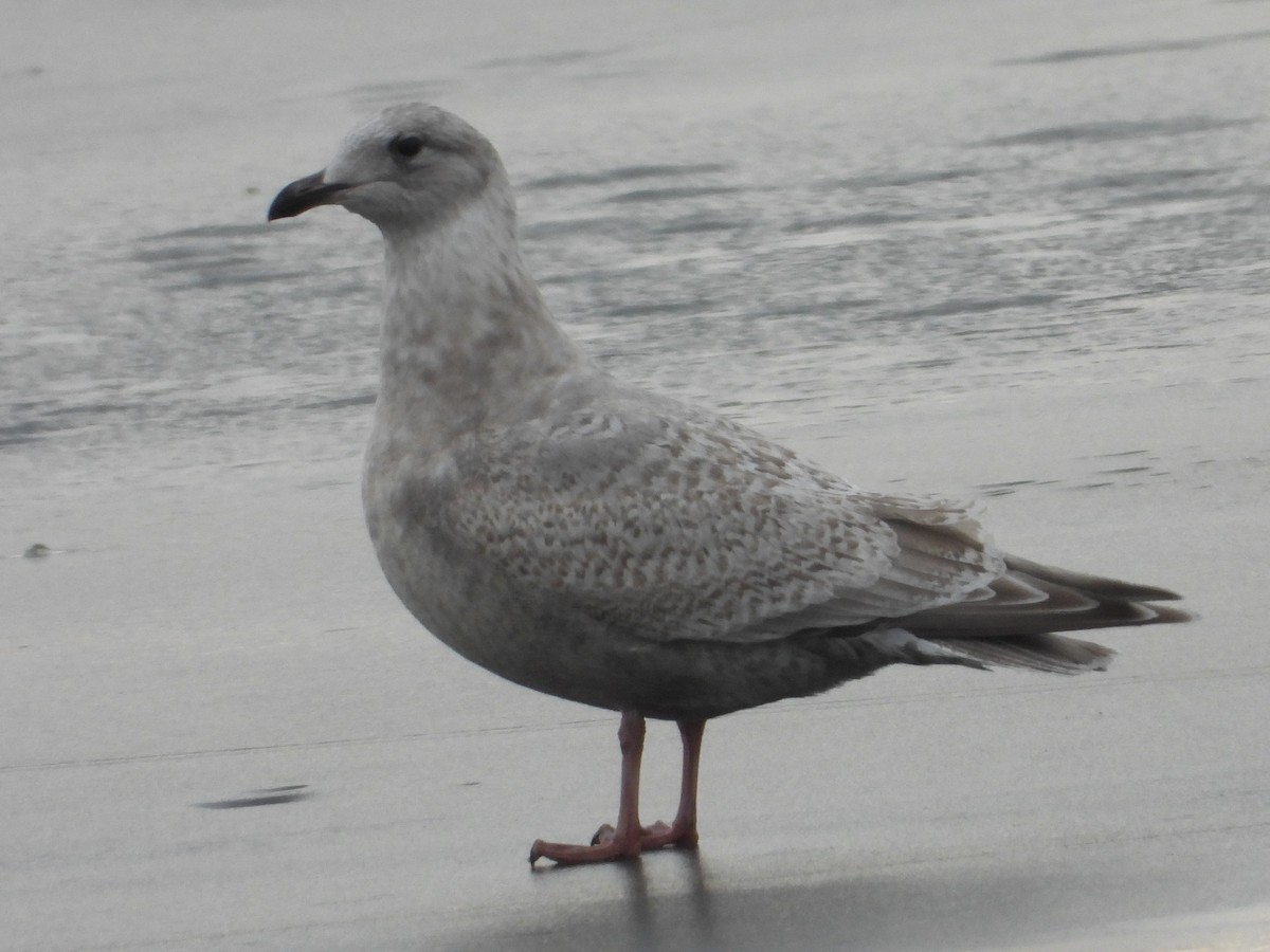 שחף איסלנדי (thayeri) - ML647515380