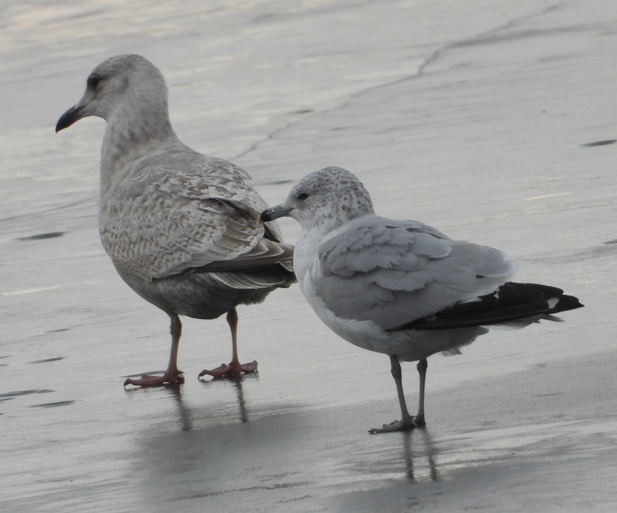 שחף איסלנדי (thayeri) - ML647515381