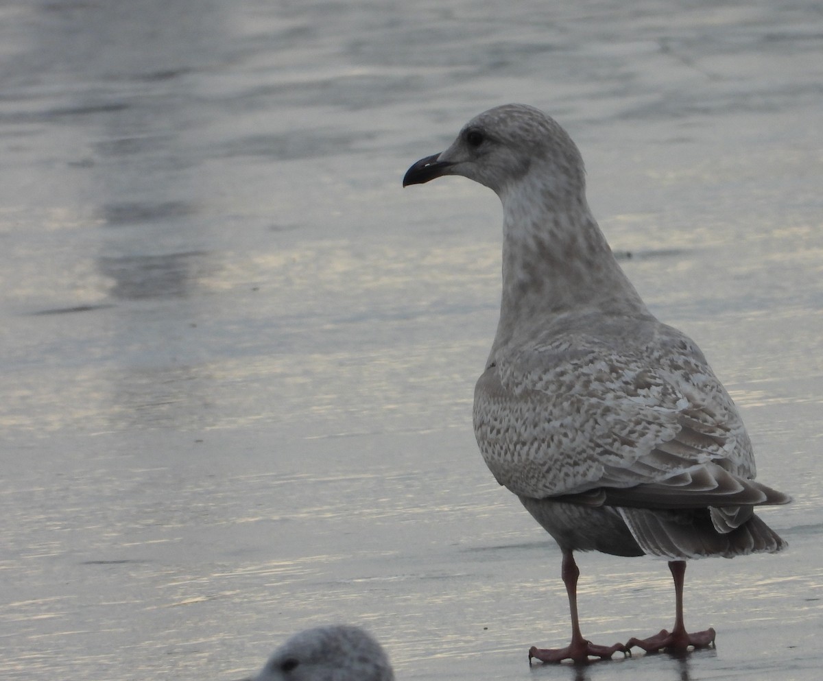 שחף איסלנדי (thayeri) - ML647515382