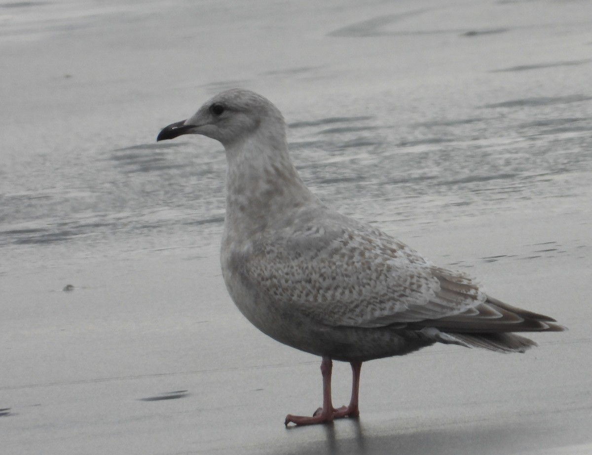 שחף איסלנדי (thayeri) - ML647515383