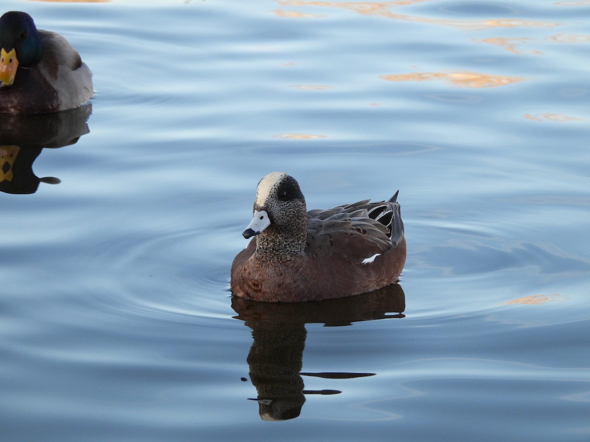 ברווז אמריקני - ML647515384