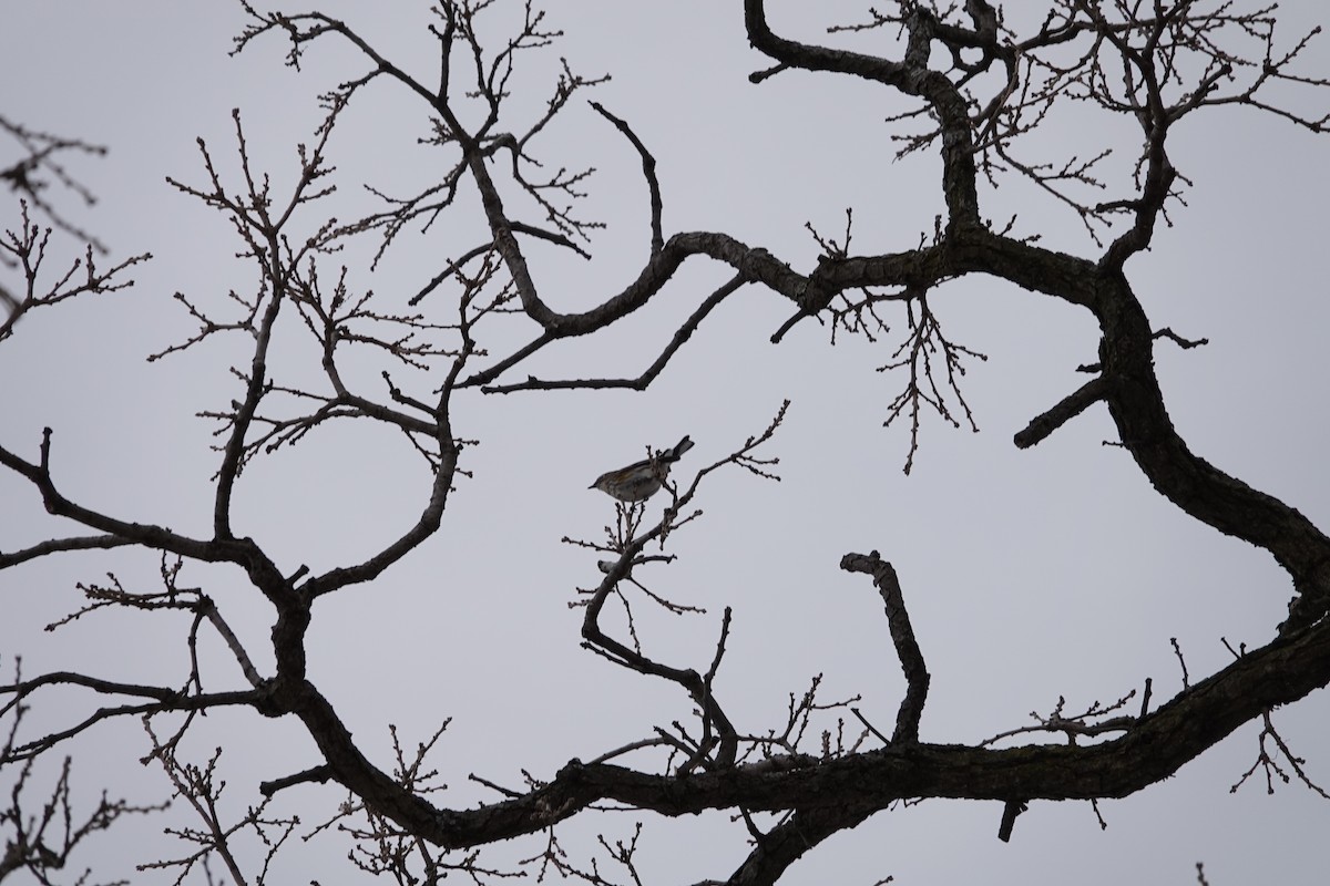 סבכון הכתר - ML647515386