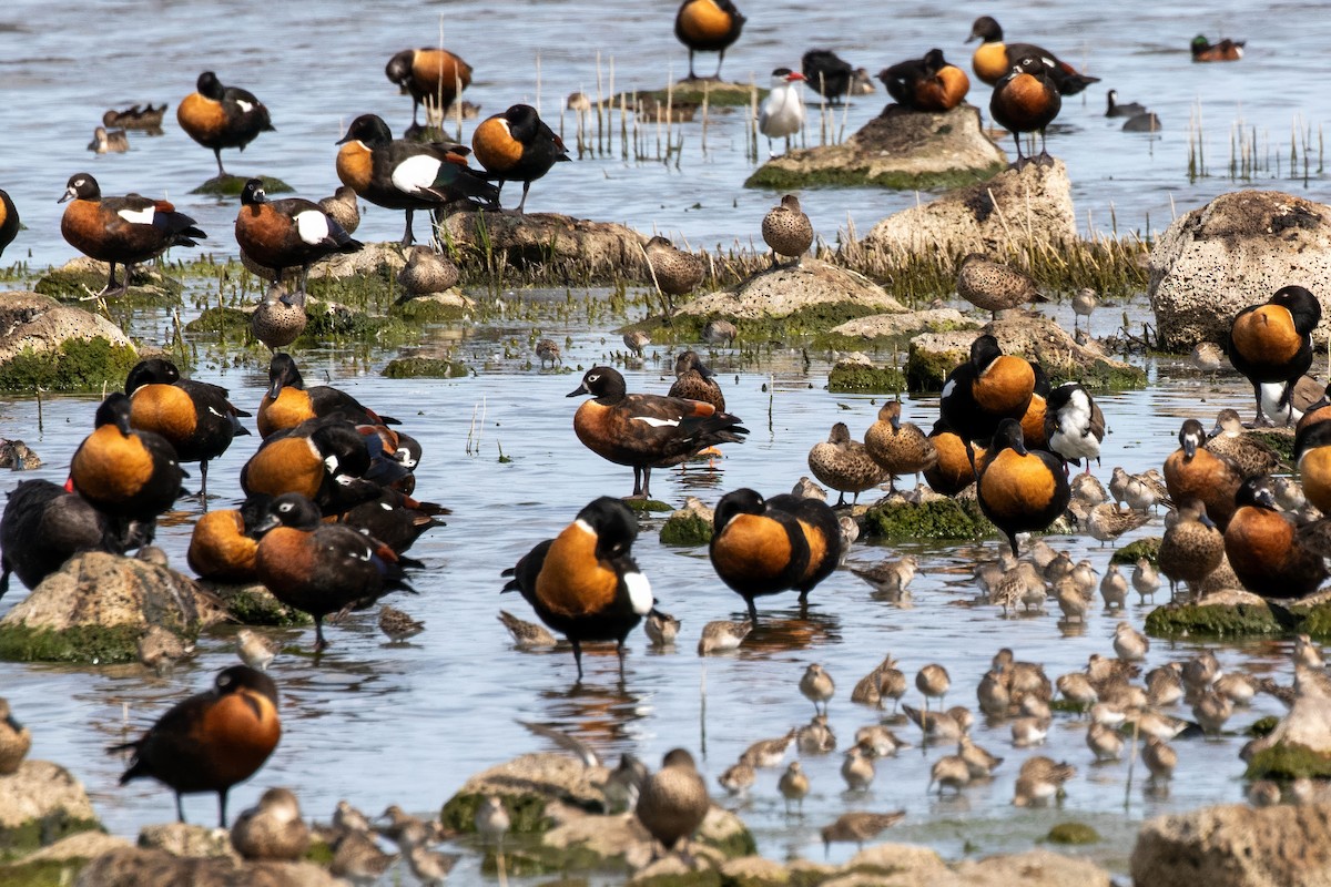 קזרקה אוסטרלית - ML647515387