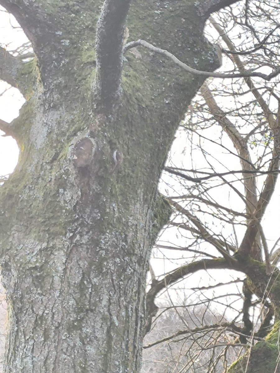 טפס-עצים אירופי - ML647515388