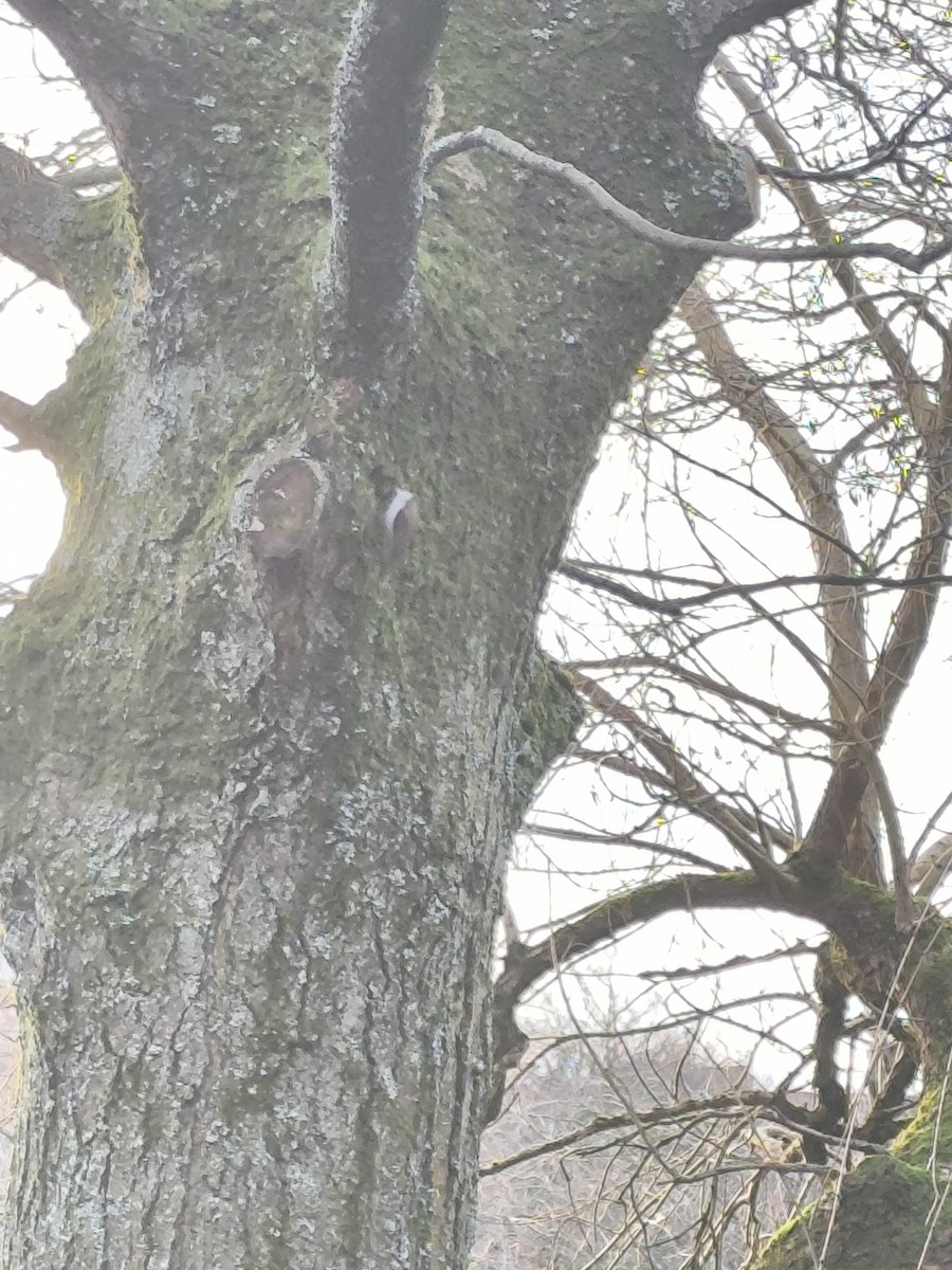 טפס-עצים אירופי - ML647515389