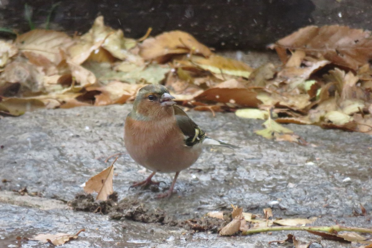 פרוש מצוי - ML647515390