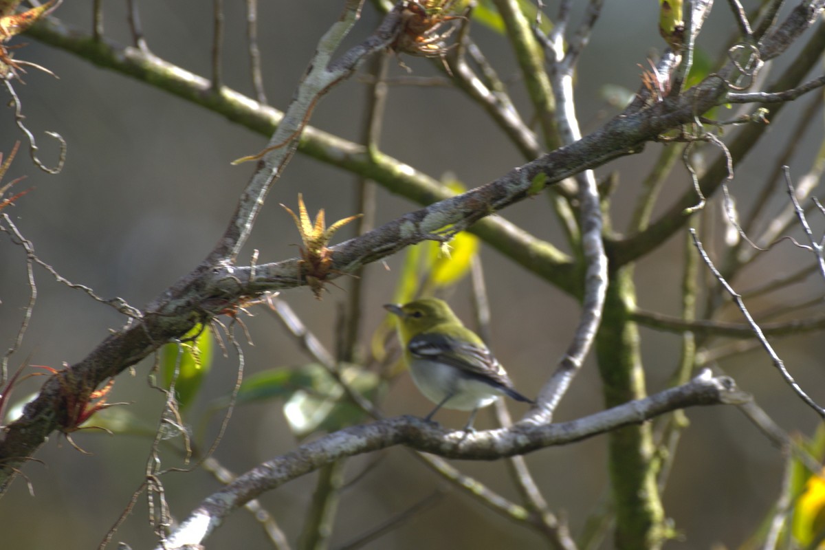 ויראו צהוב-גרון - ML647515392