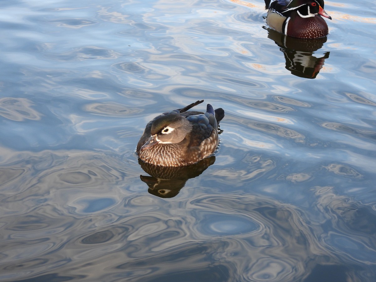 מנדרין אמריקני - ML647515393
