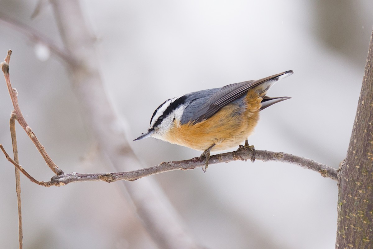 סיטה קנדית - ML647515394