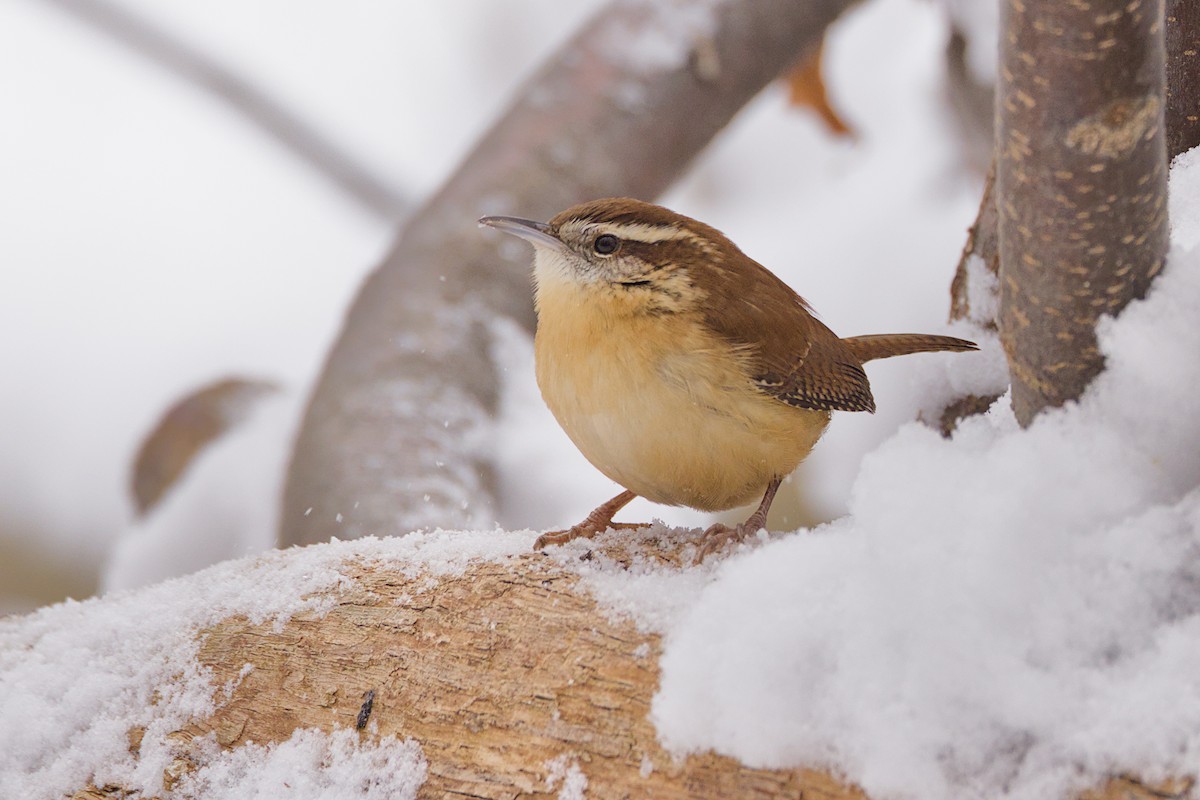 Carolina Wren - ML647515399