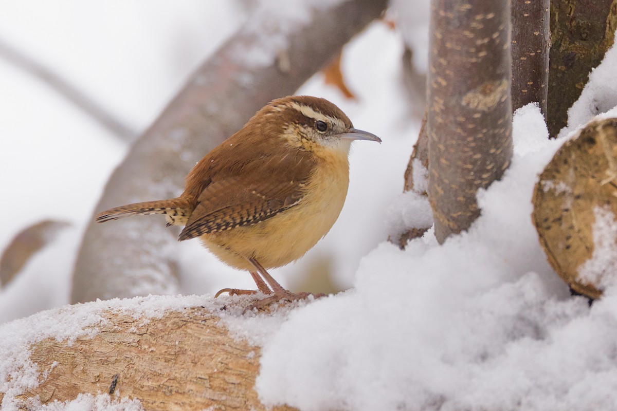 Carolina Wren - ML647515400