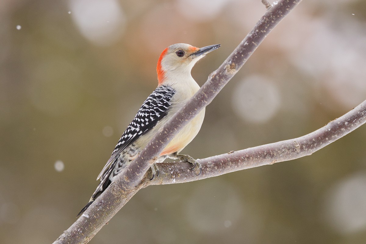 Red-bellied Woodpecker - ML647515401