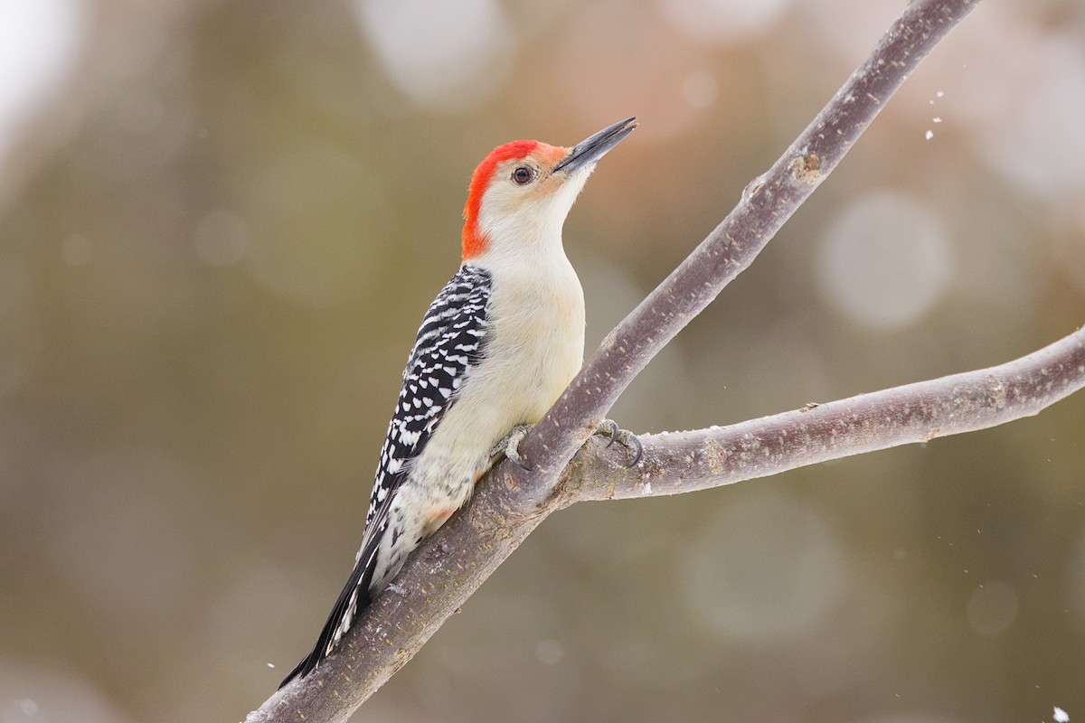 Red-bellied Woodpecker - ML647515402
