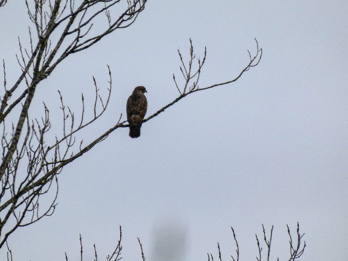 Mäusebussard - ML647515405