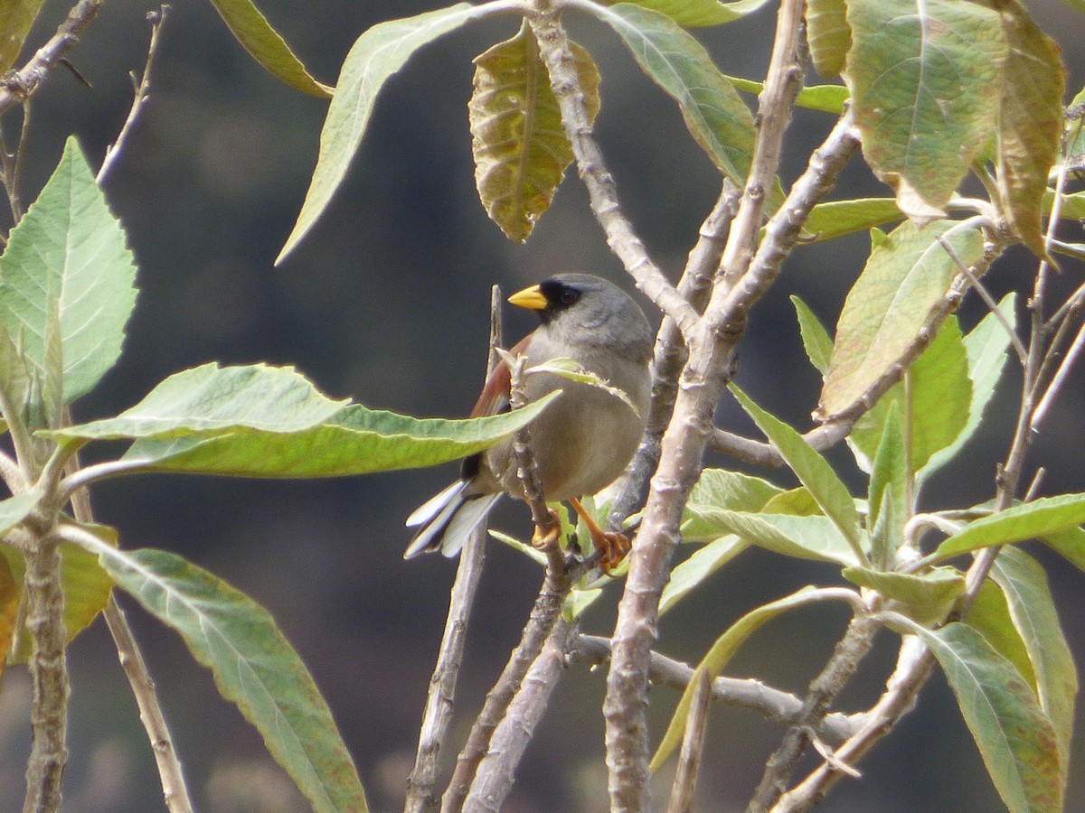 Rotmantel-Kaktustangare - ML647515408