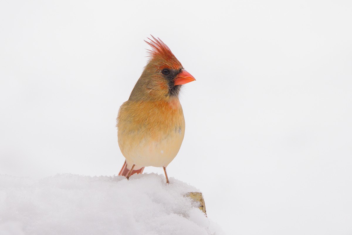 Rotkardinal - ML647515409