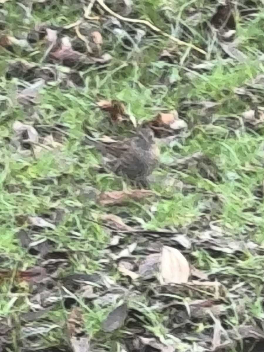 Heckenbraunelle - ML647515410