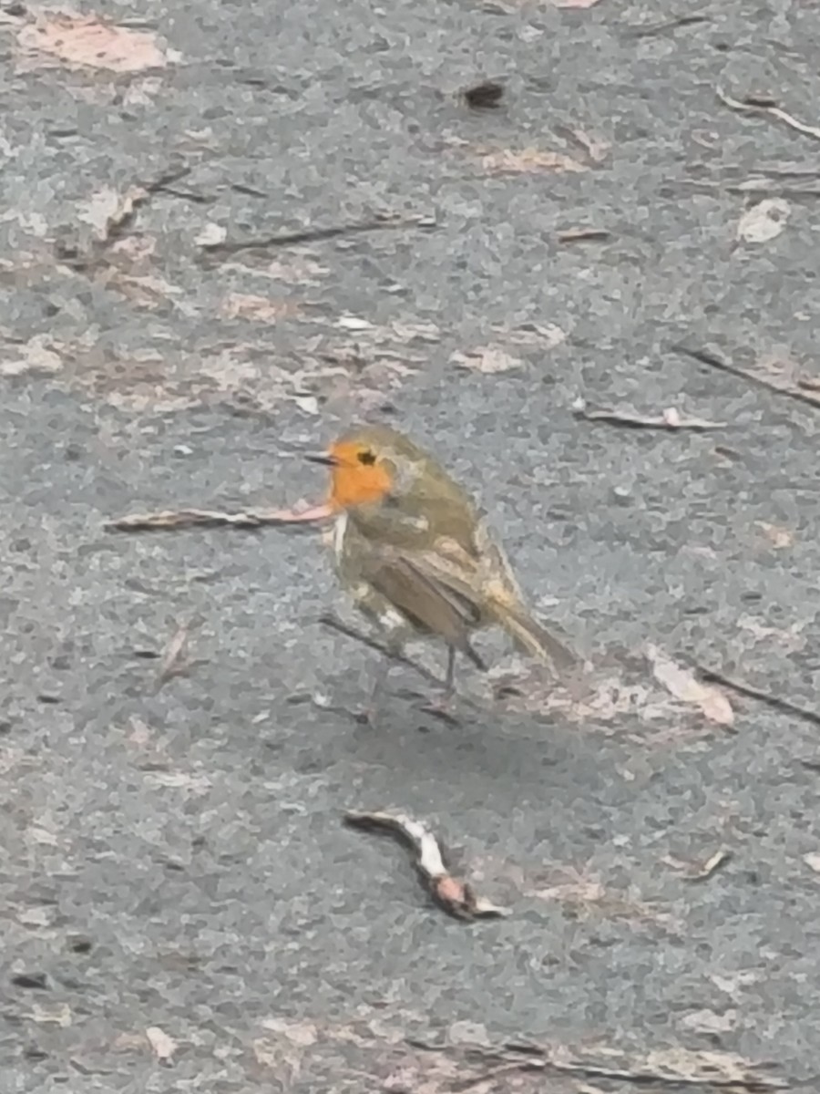 Rotkehlchen - ML647515411