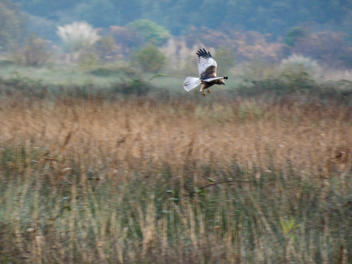 Rohrweihe - ML647515413