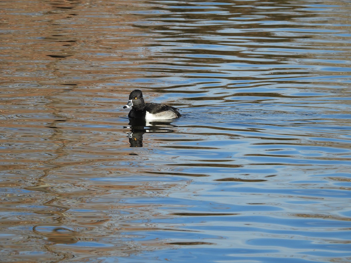 Ringschnabelente - ML647515414