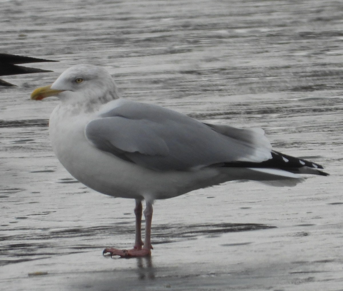 Kanadamöwe - ML647515415