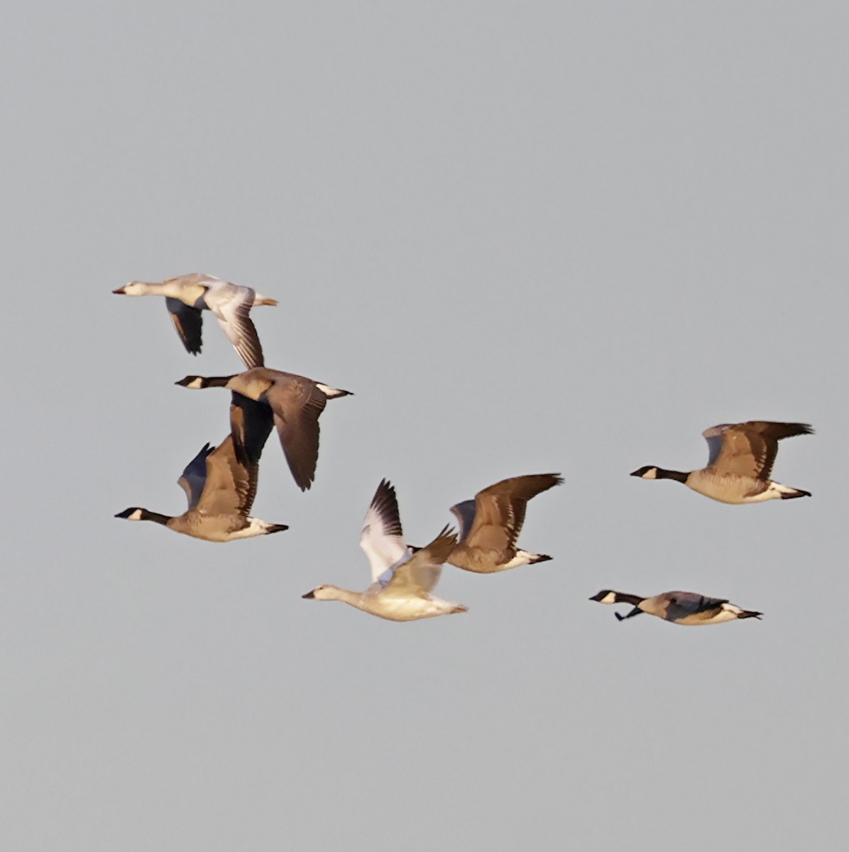 Schneegans - ML647515416