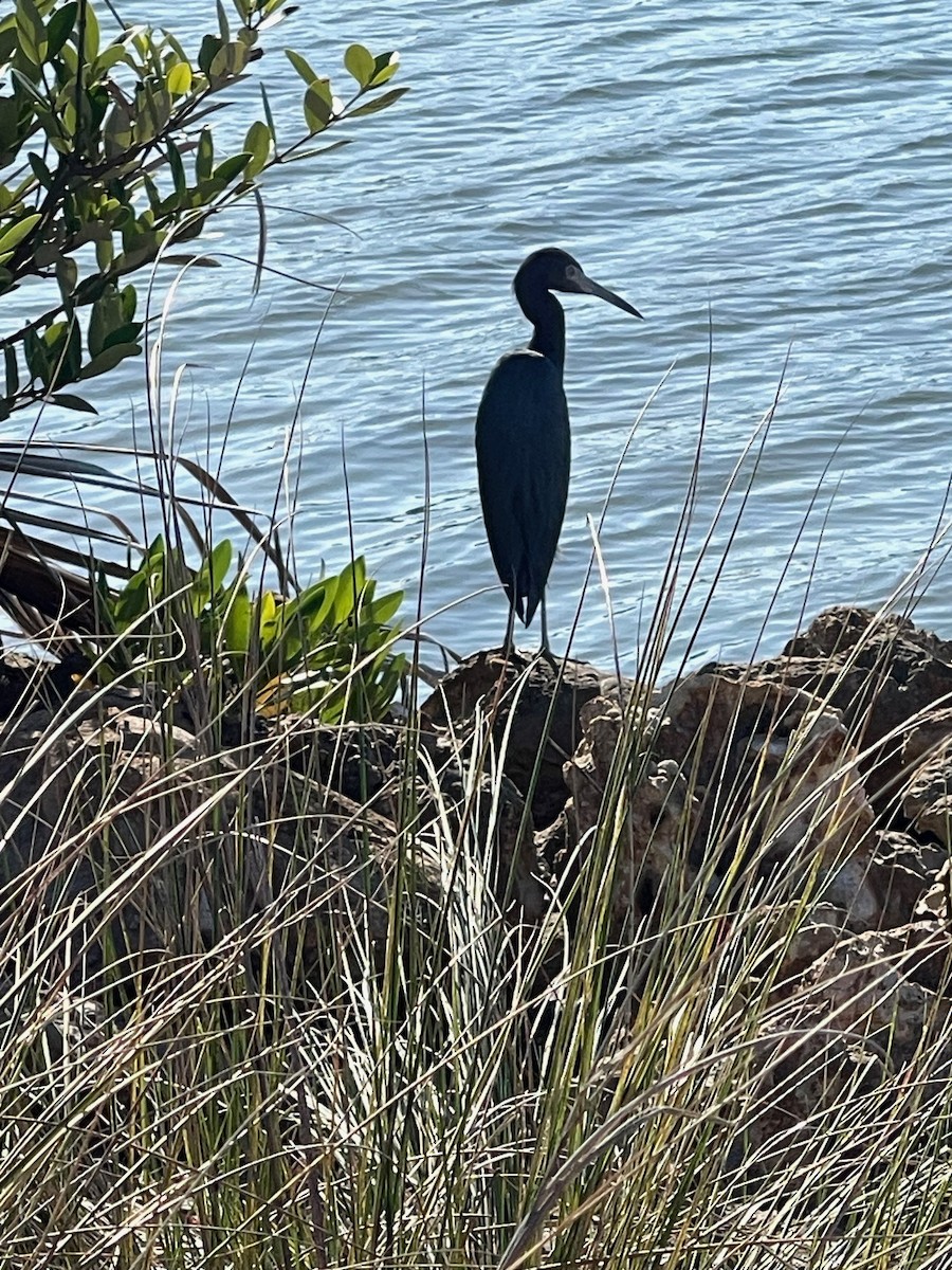 Blaureiher - ML647515417