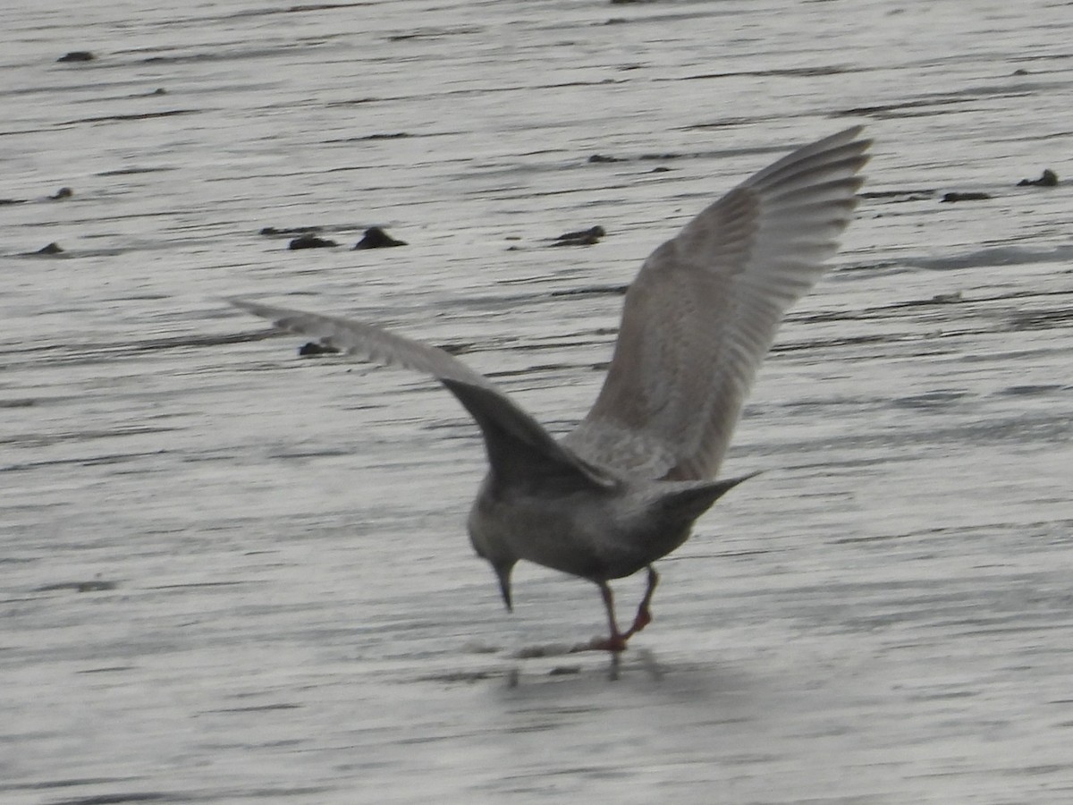 Polarmöwe (Thayermöwe) - ML647515419