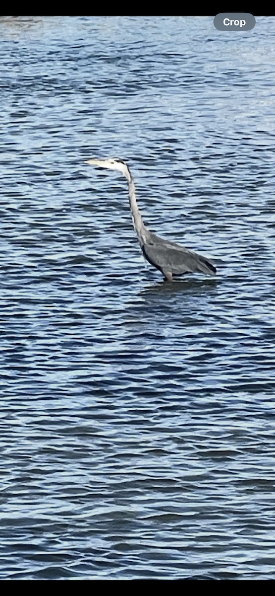 Kanadareiher - ML647515420